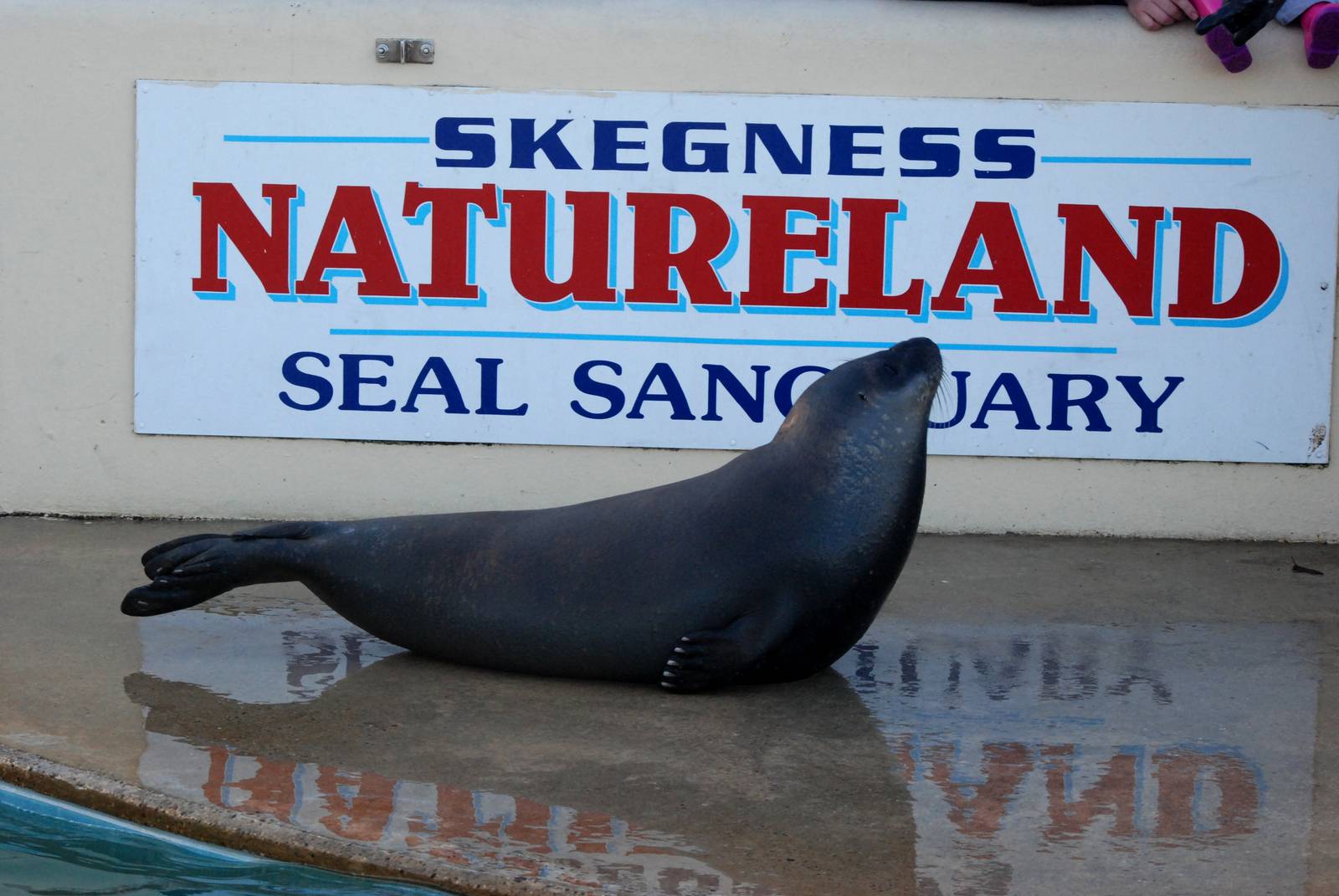 Hooded Seal at Skegness, 11/11/12