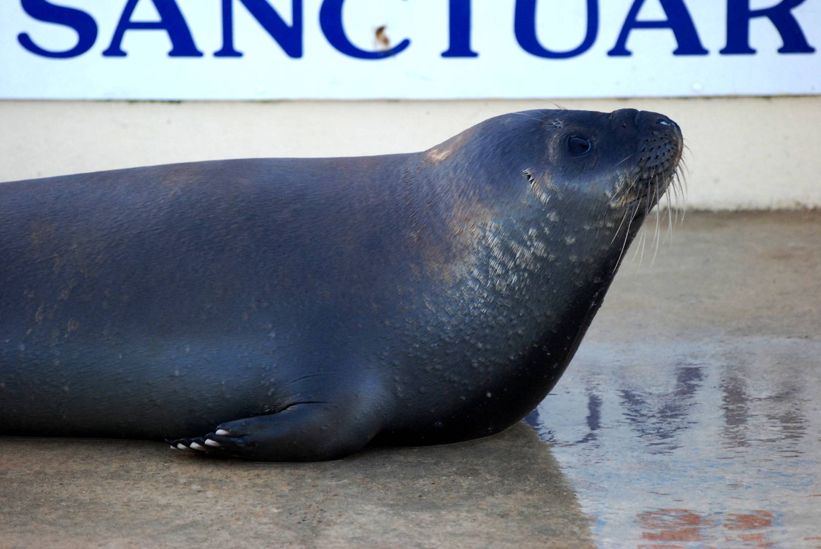 Hooded Seal at Skegness, 11/11/12