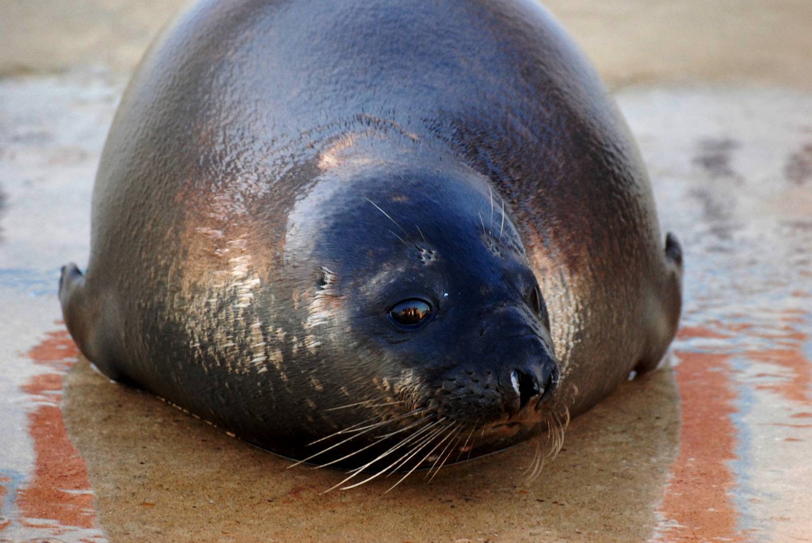 Hooded Seal at Skegness, 11/11/12