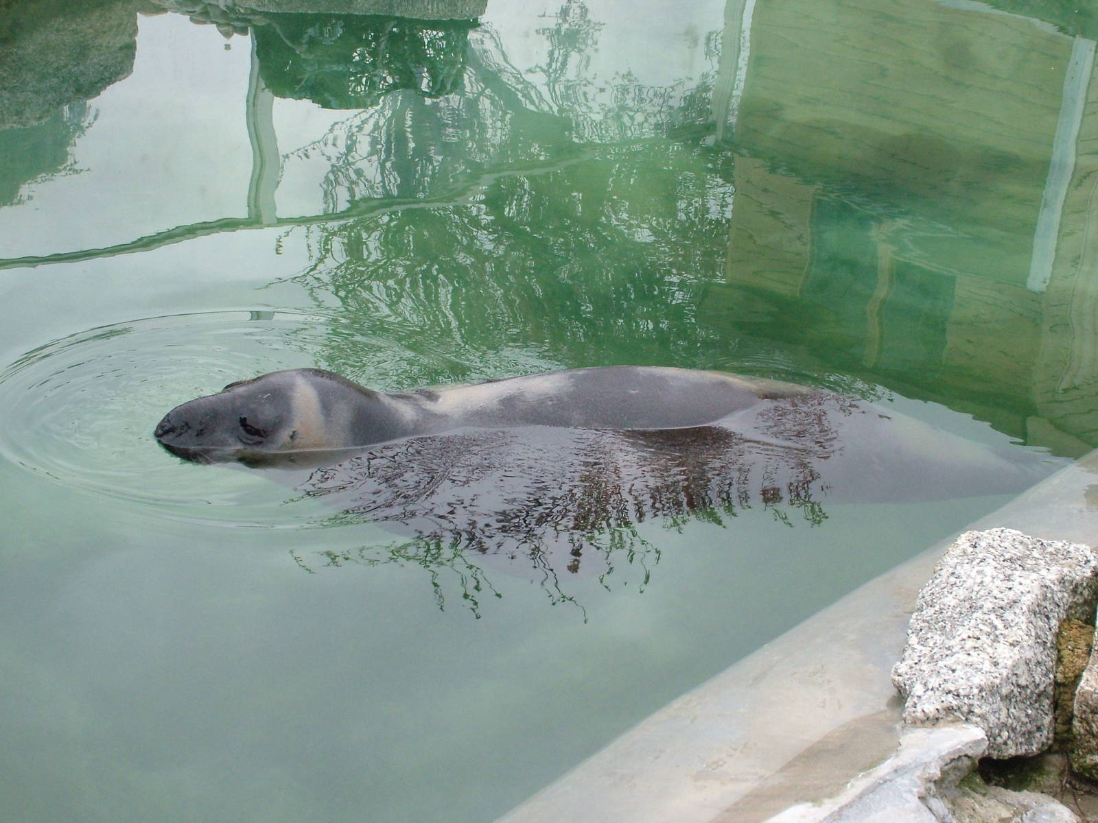 Hooded Seal at the National Seal Sanctuary 11/04/09