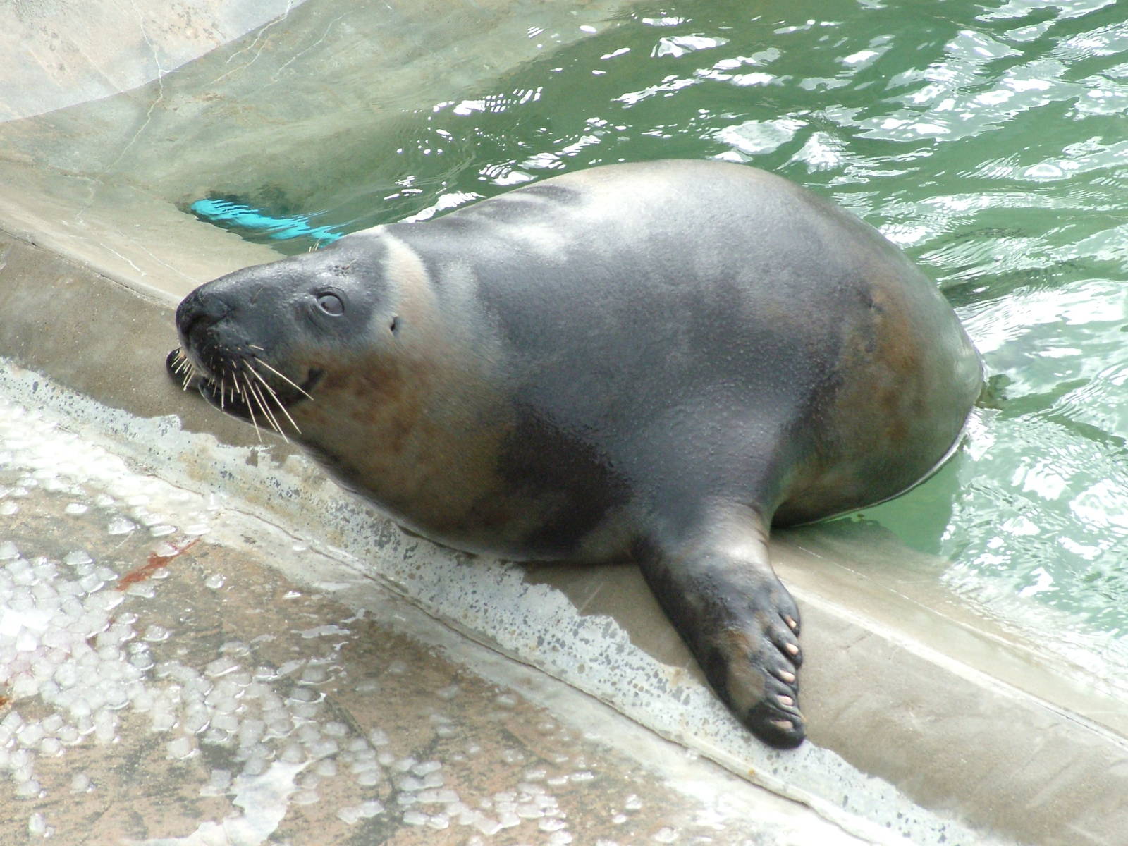 Hooded Seal eating ice cubes at the National Seal Sanctuary 11/04/09