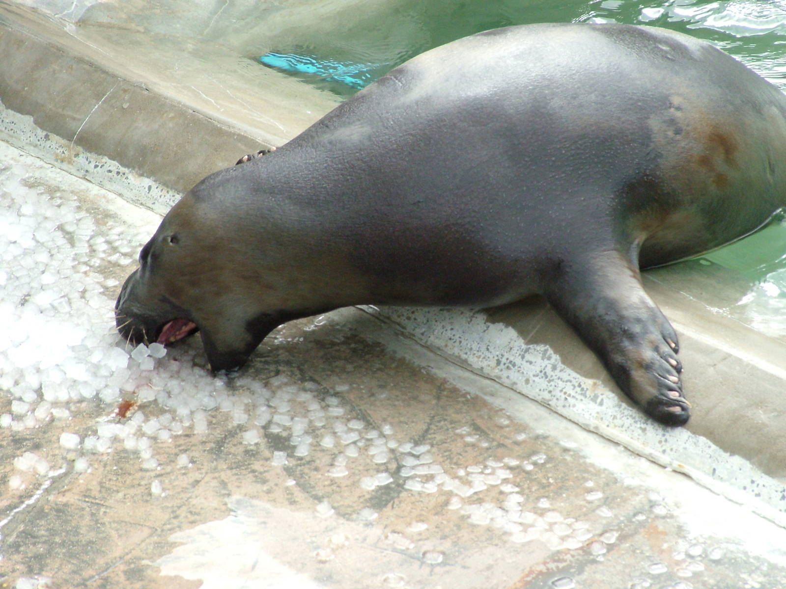Hooded Seal eating ice cubes at the National Seal Sanctuary 11/04/09
