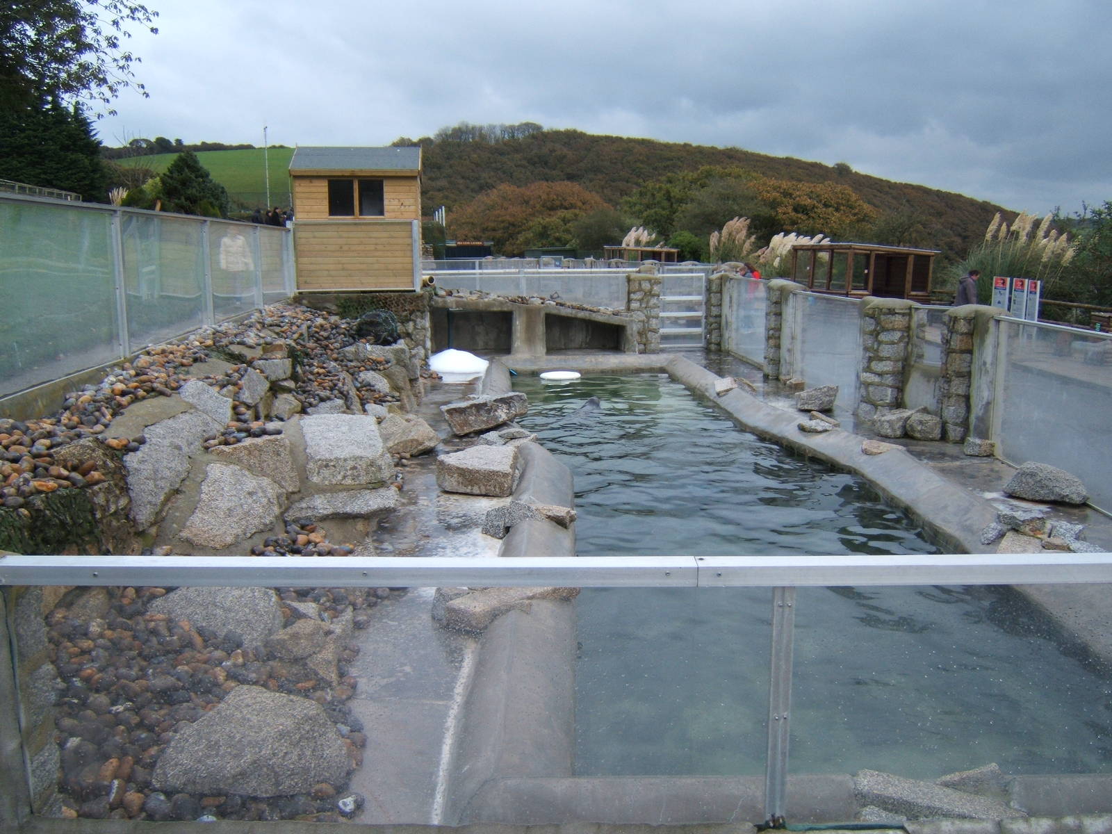 Hooded Seal enclosure