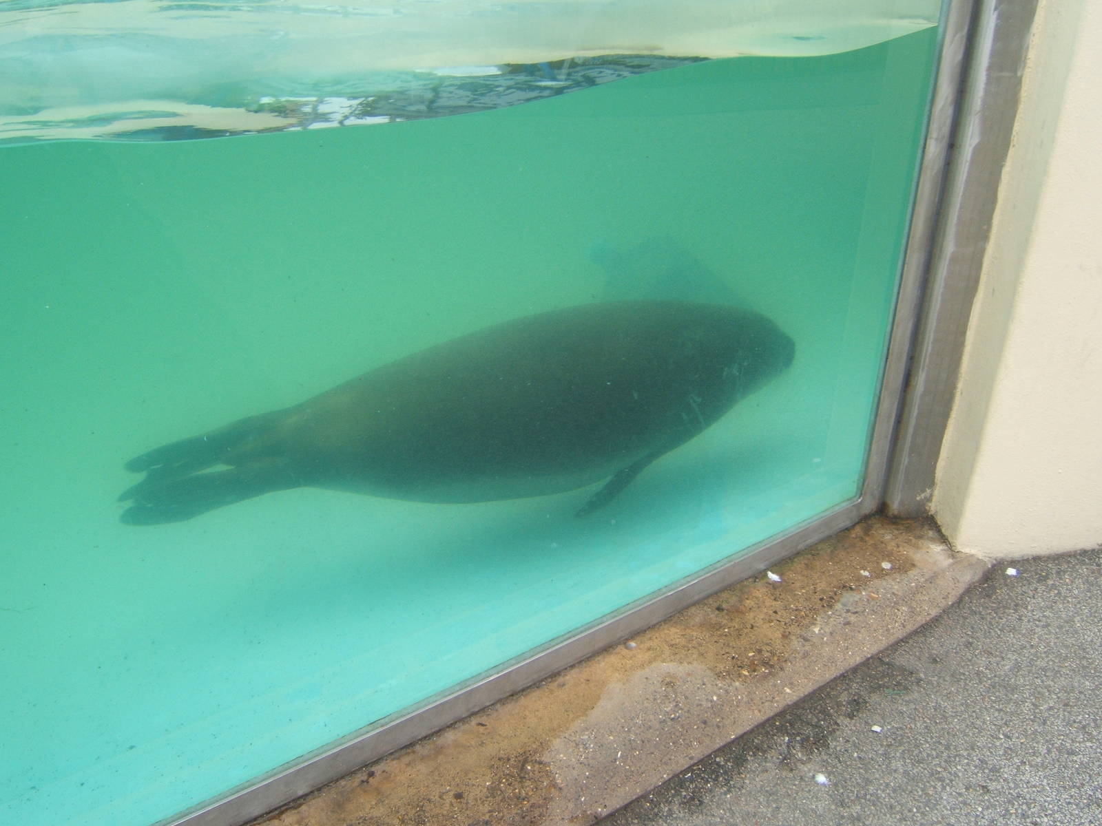 Hooded Seal under water