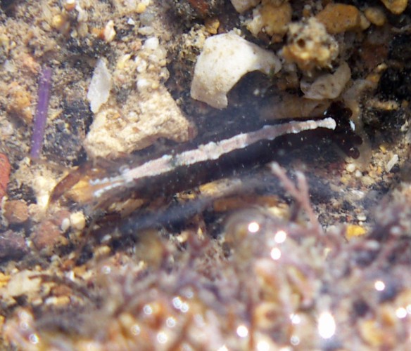 Hooded Shrimp (Athanas nitescens)