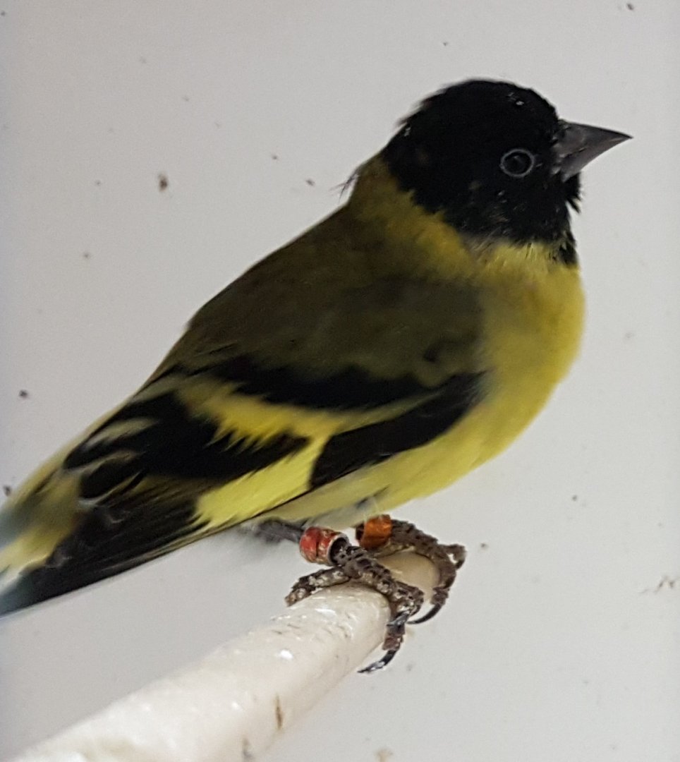 Hooded siskin - Carduelis magellanica