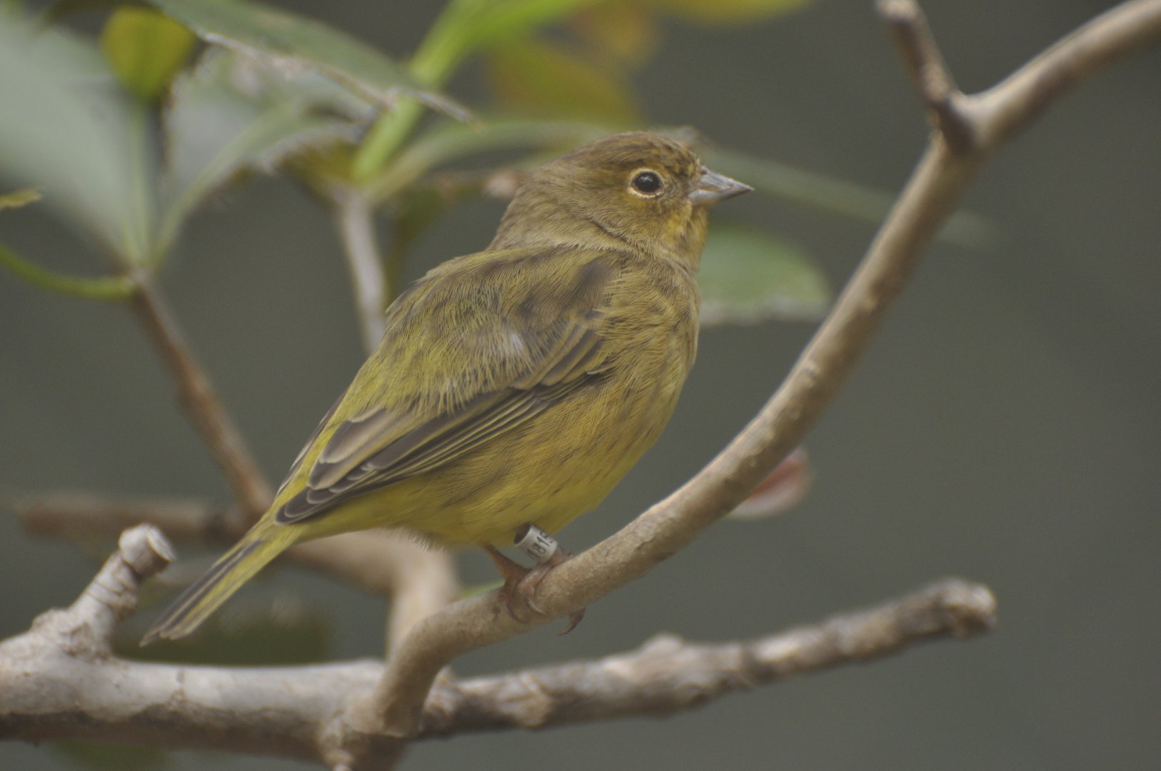 Hooded Siskin (Spinus magellanicus)