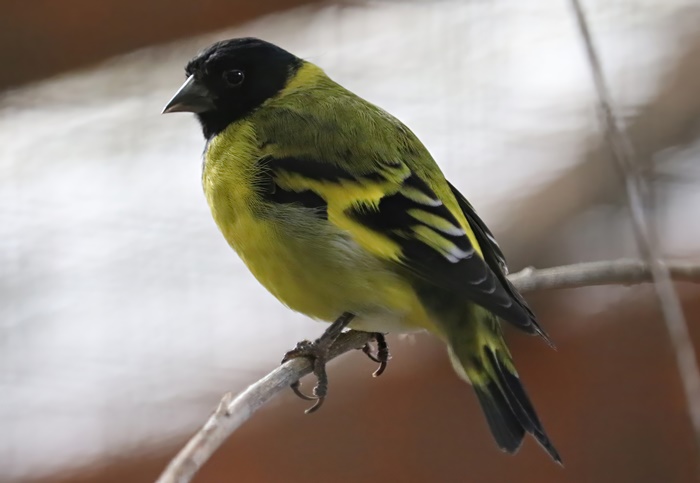 Hooded siskin (Spinus magellanicus)