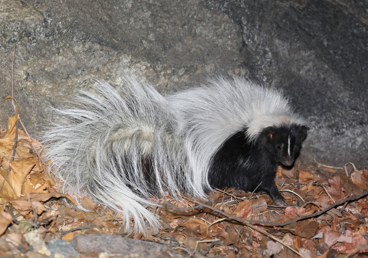Hooded Skunk (Mephitis macroura)