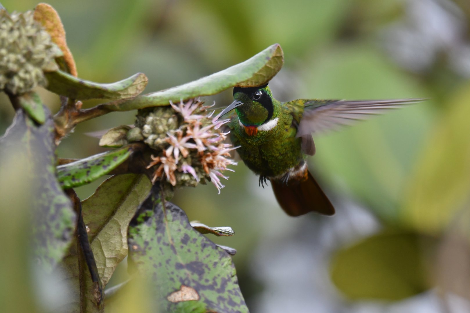 Hooded Visorbearer Augastes lumachella