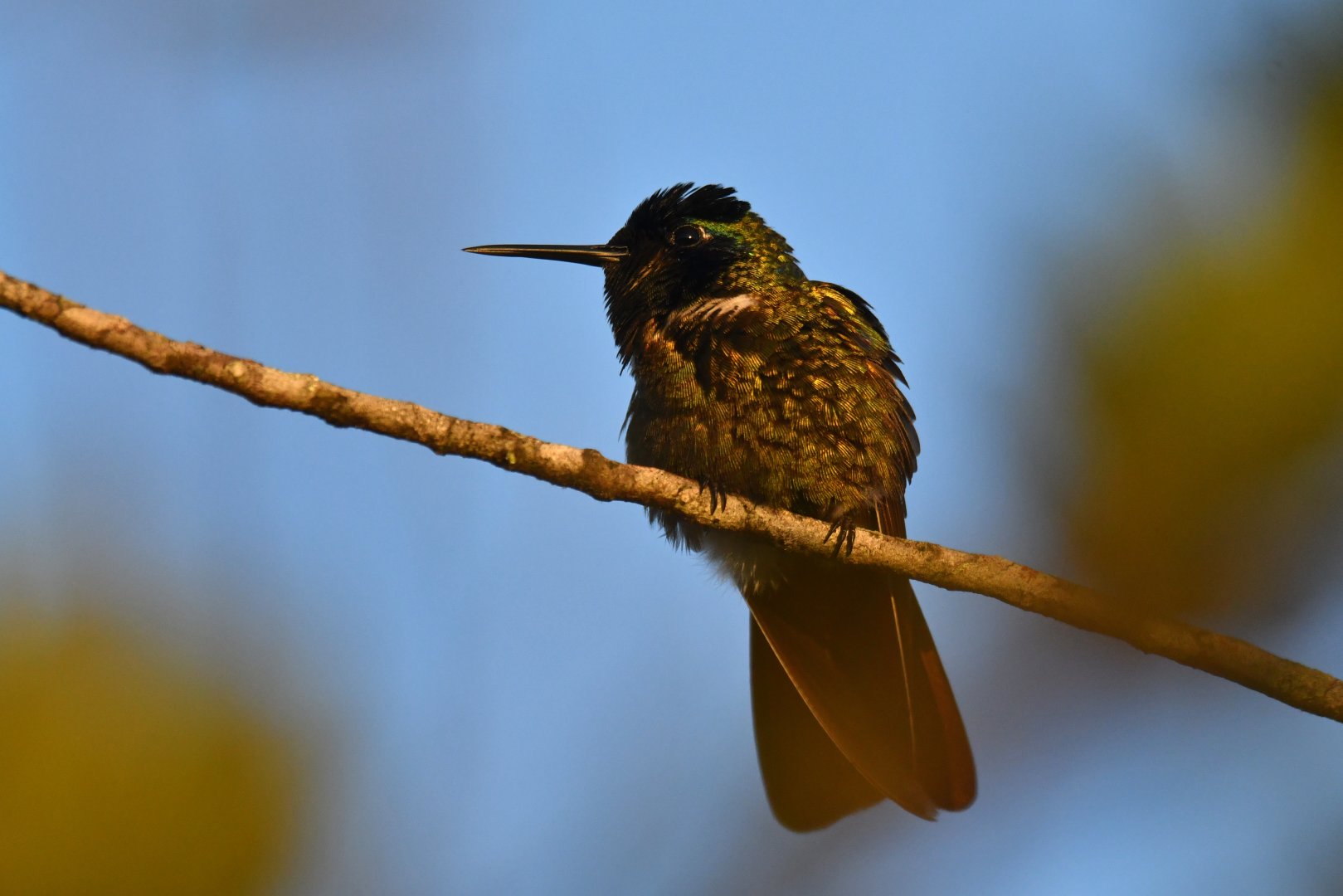 Hooded Visorbearer Augastes lumachella