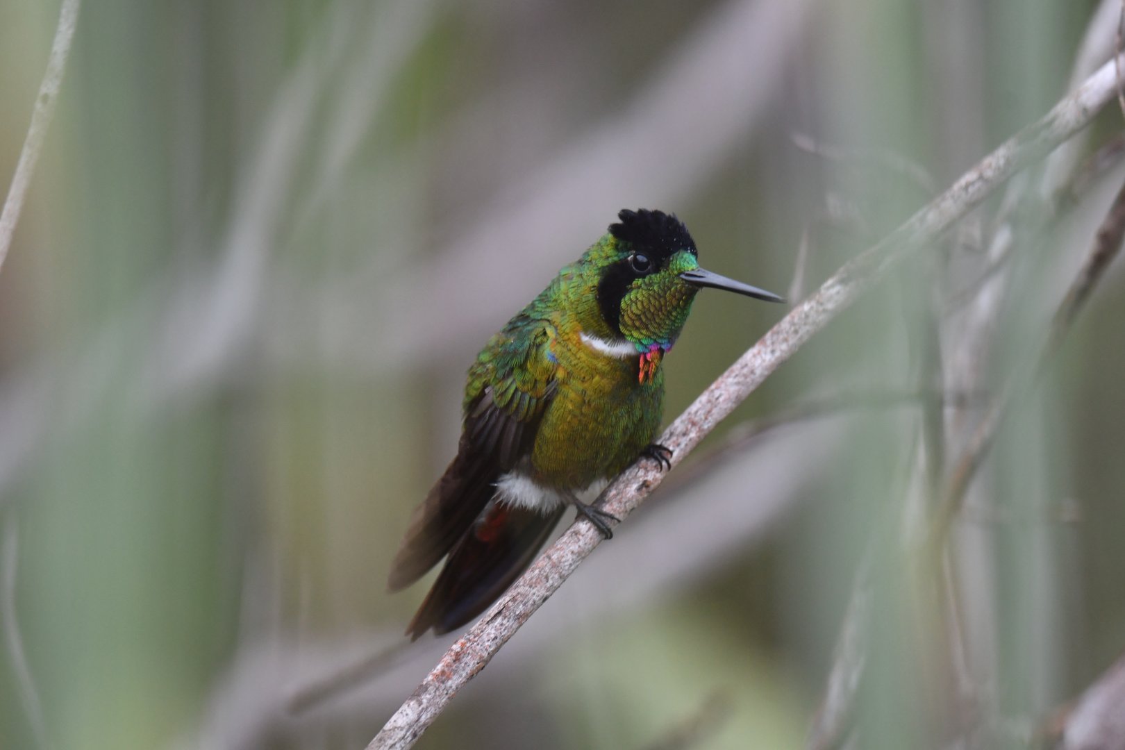 Hooded Visorbearer Augastes lumachella