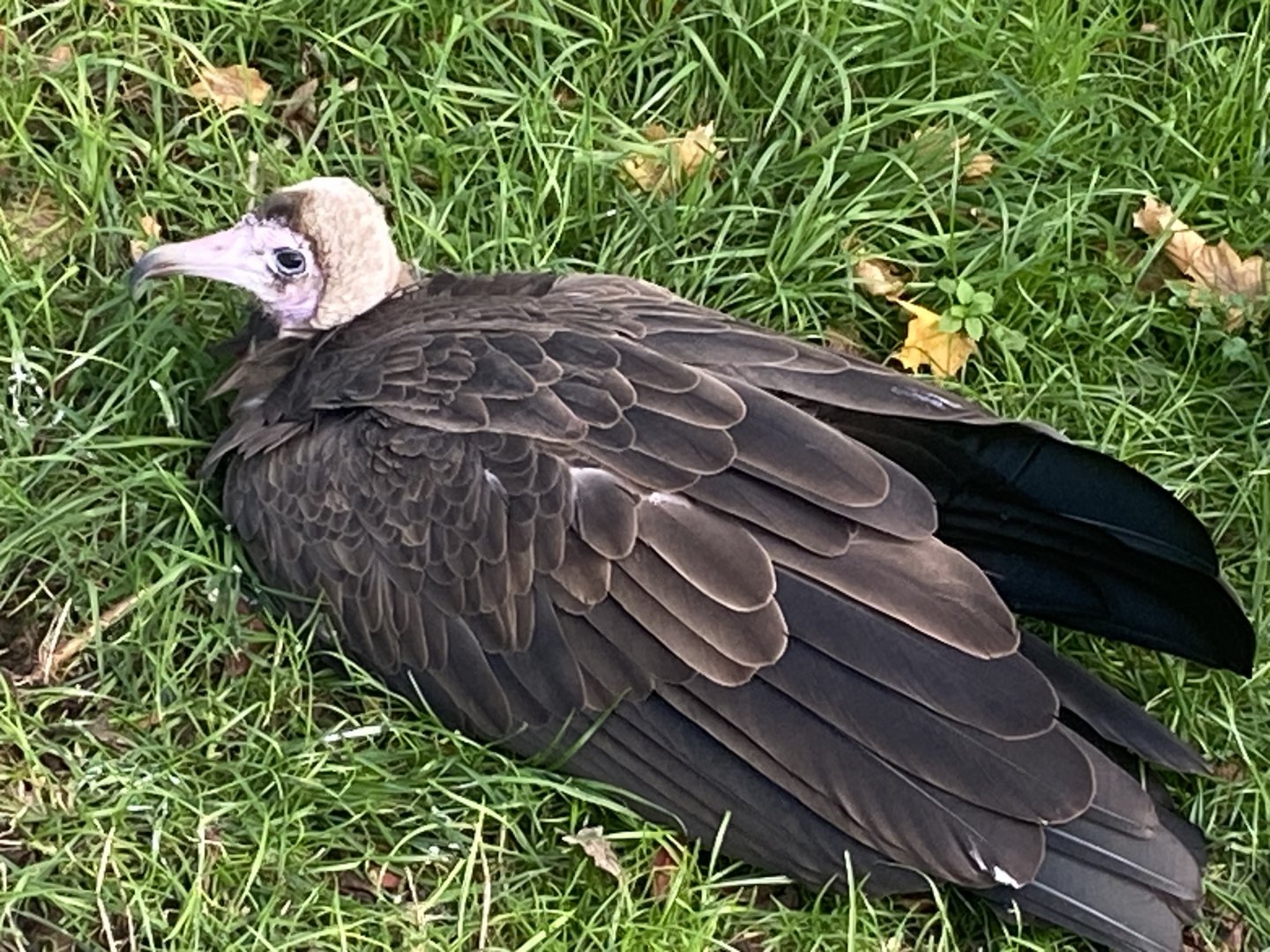 Hooded vulture 011125