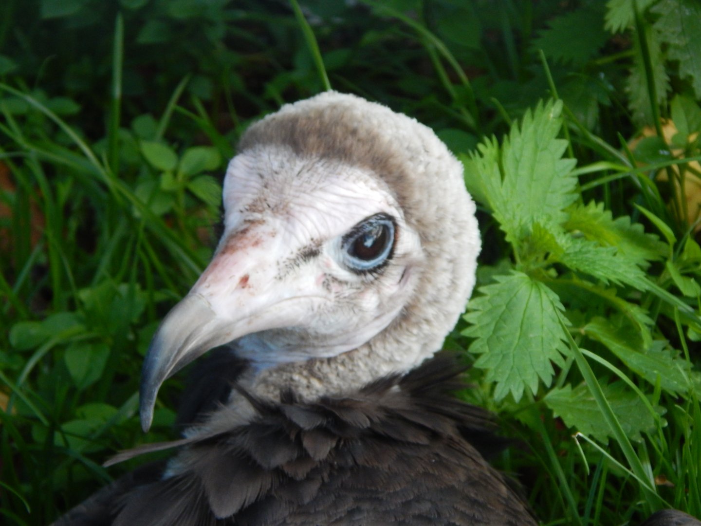 Hooded vulture 011125