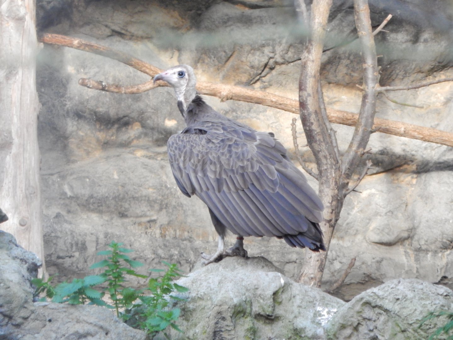 Hooded vulture 011125