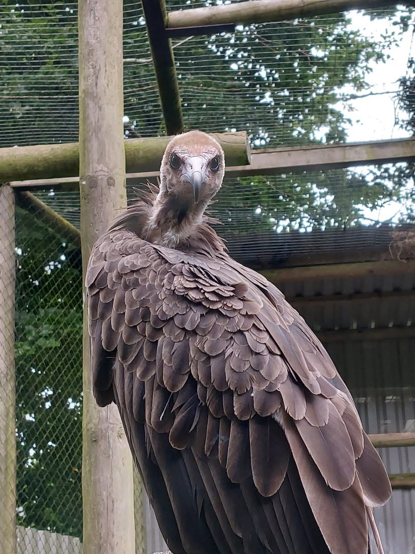 Hooded vulture 020822