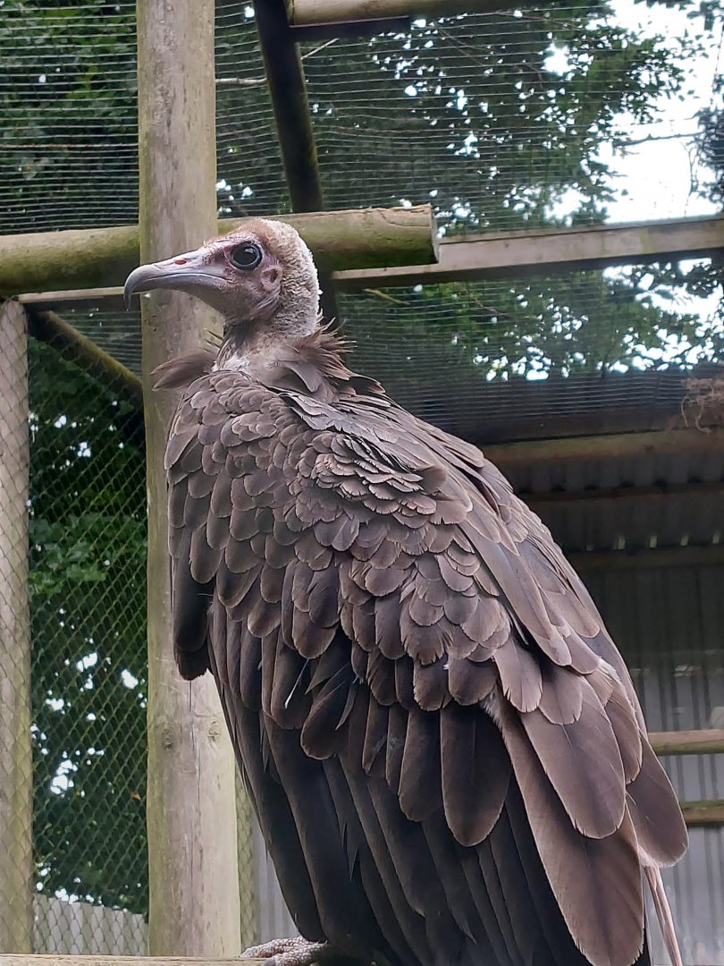 Hooded vulture 020822
