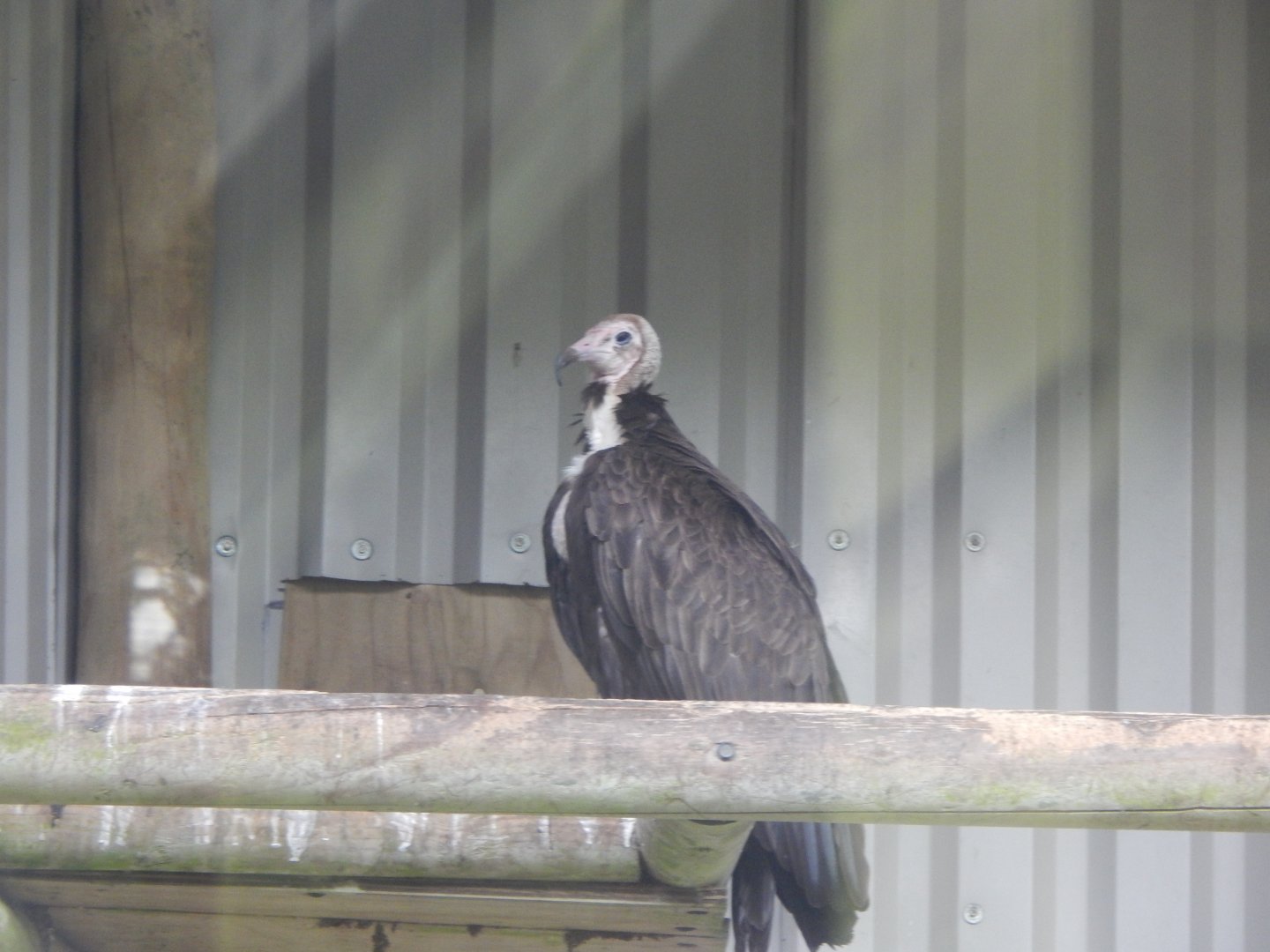 Hooded vulture 050925