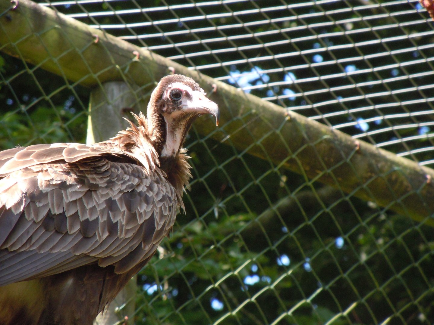 Hooded vulture 070820