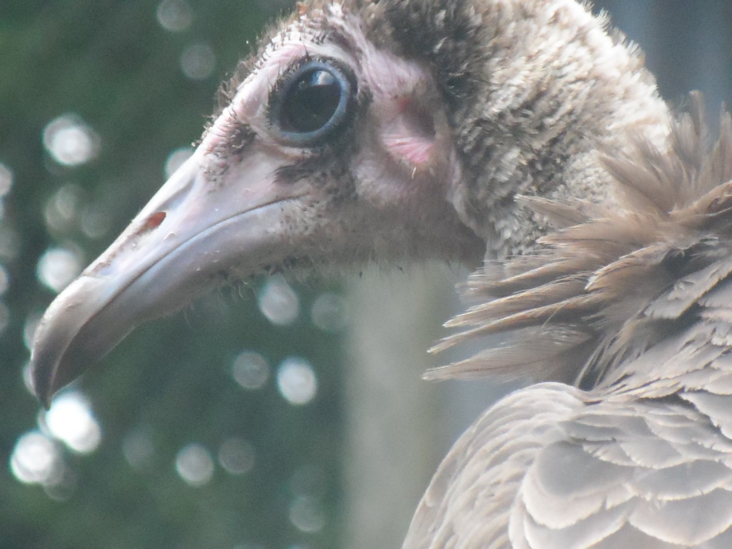 Hooded Vulture - 1/9/20