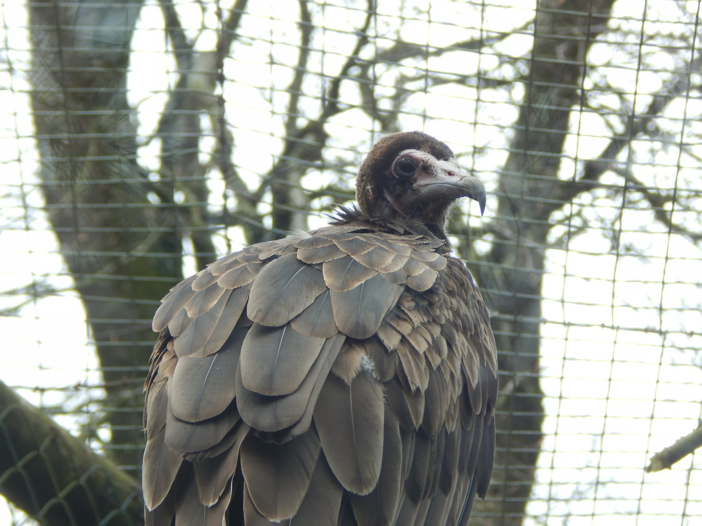 Hooded vulture 140421