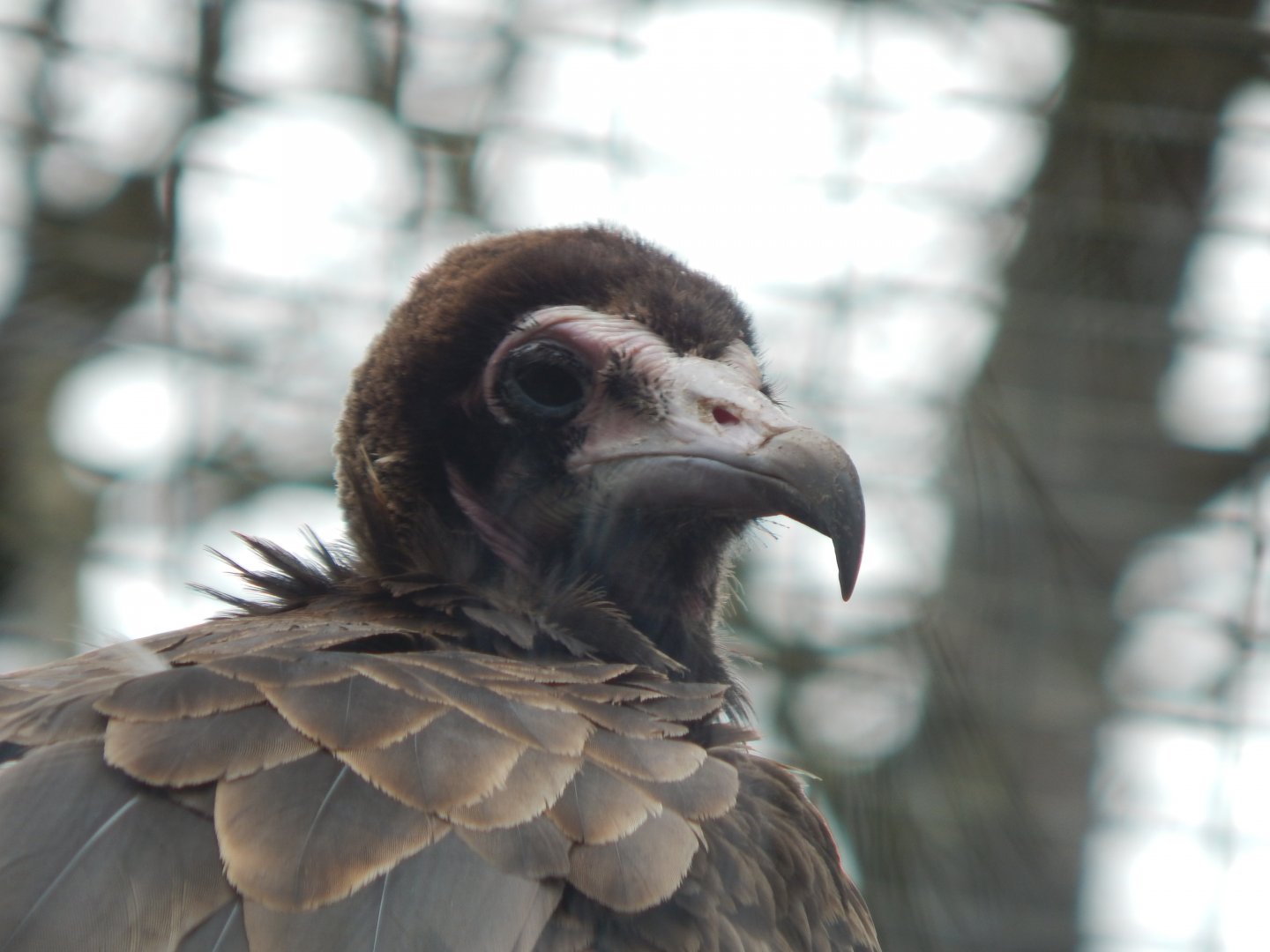 Hooded vulture 140421