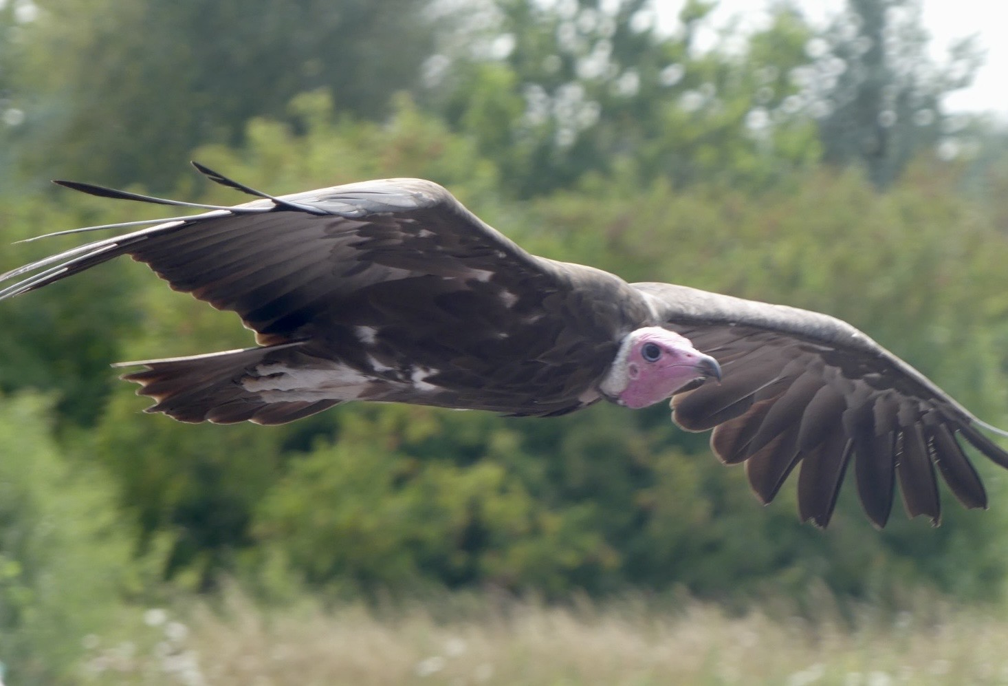 Hooded Vulture - 18.08.24