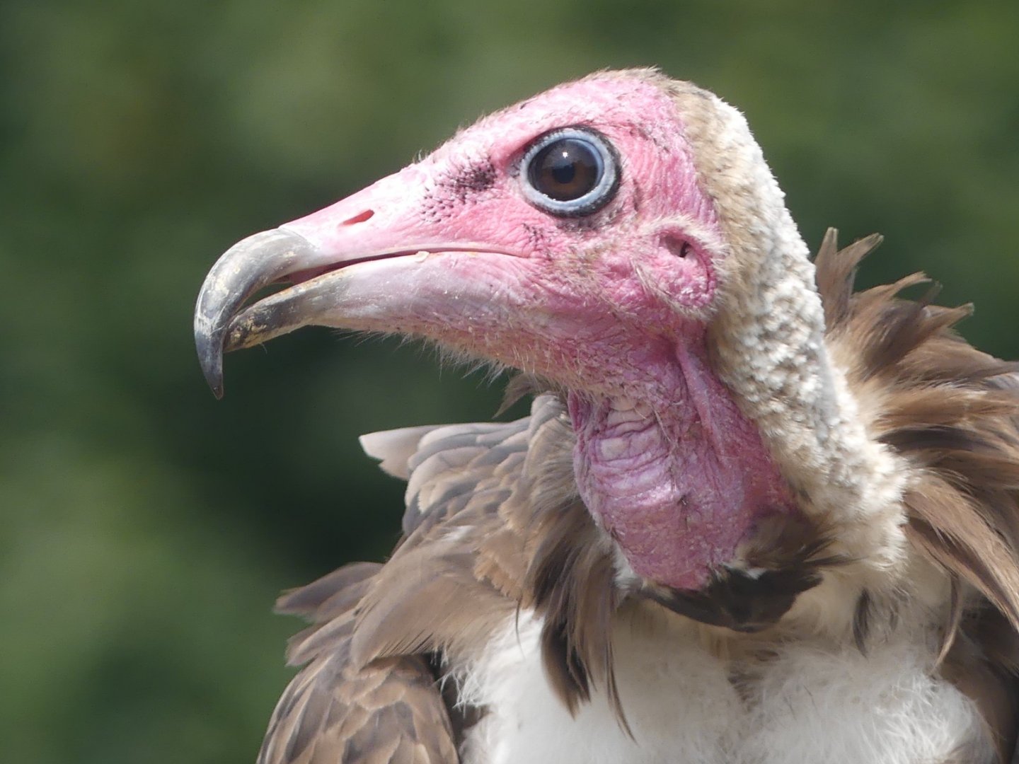 Hooded Vulture - 18.08.24