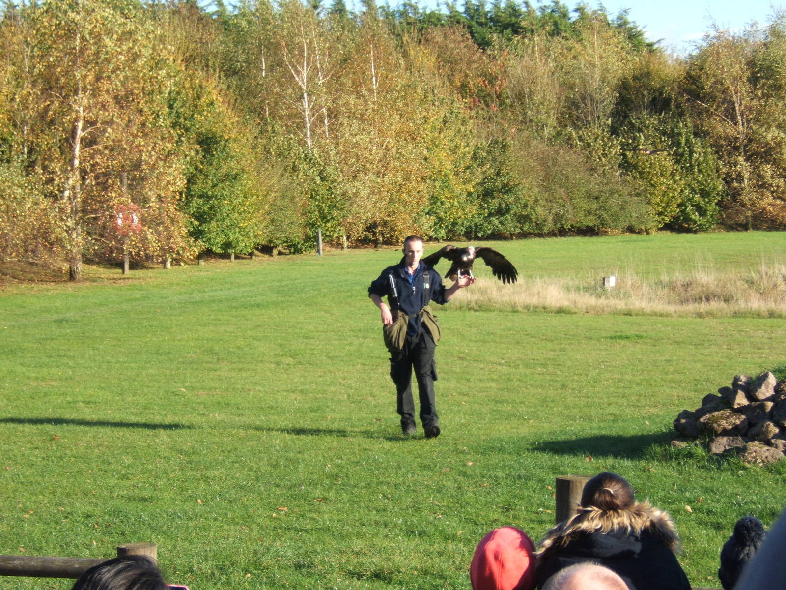 Hooded Vulture and falconer