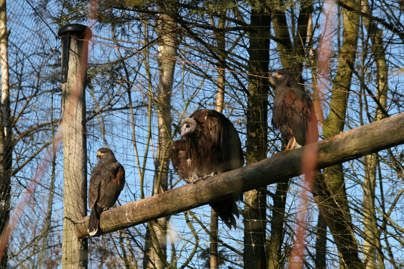 Hooded vulture and Harris's hawks