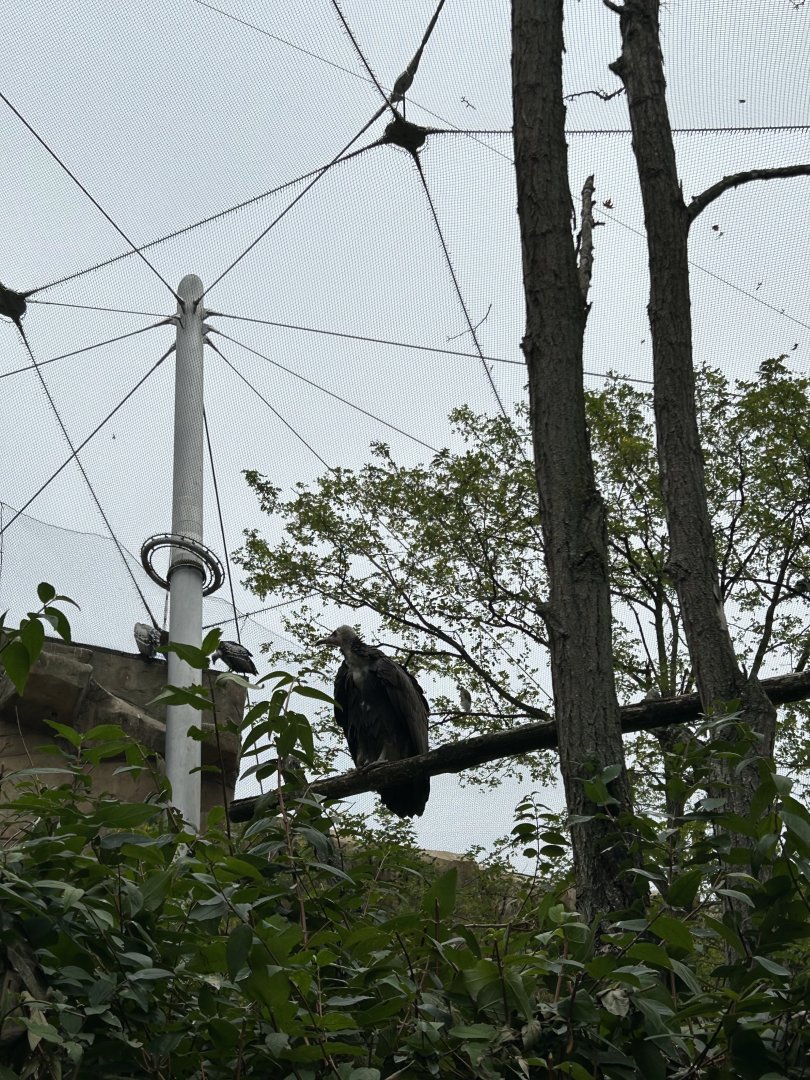 Hooded vulture and Rüppel’s griffon vulture
