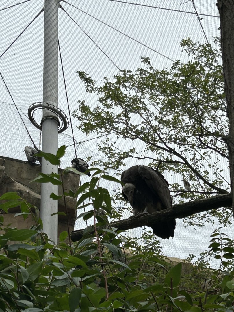 Hooded vulture and Rüppel’s griffon vulture
