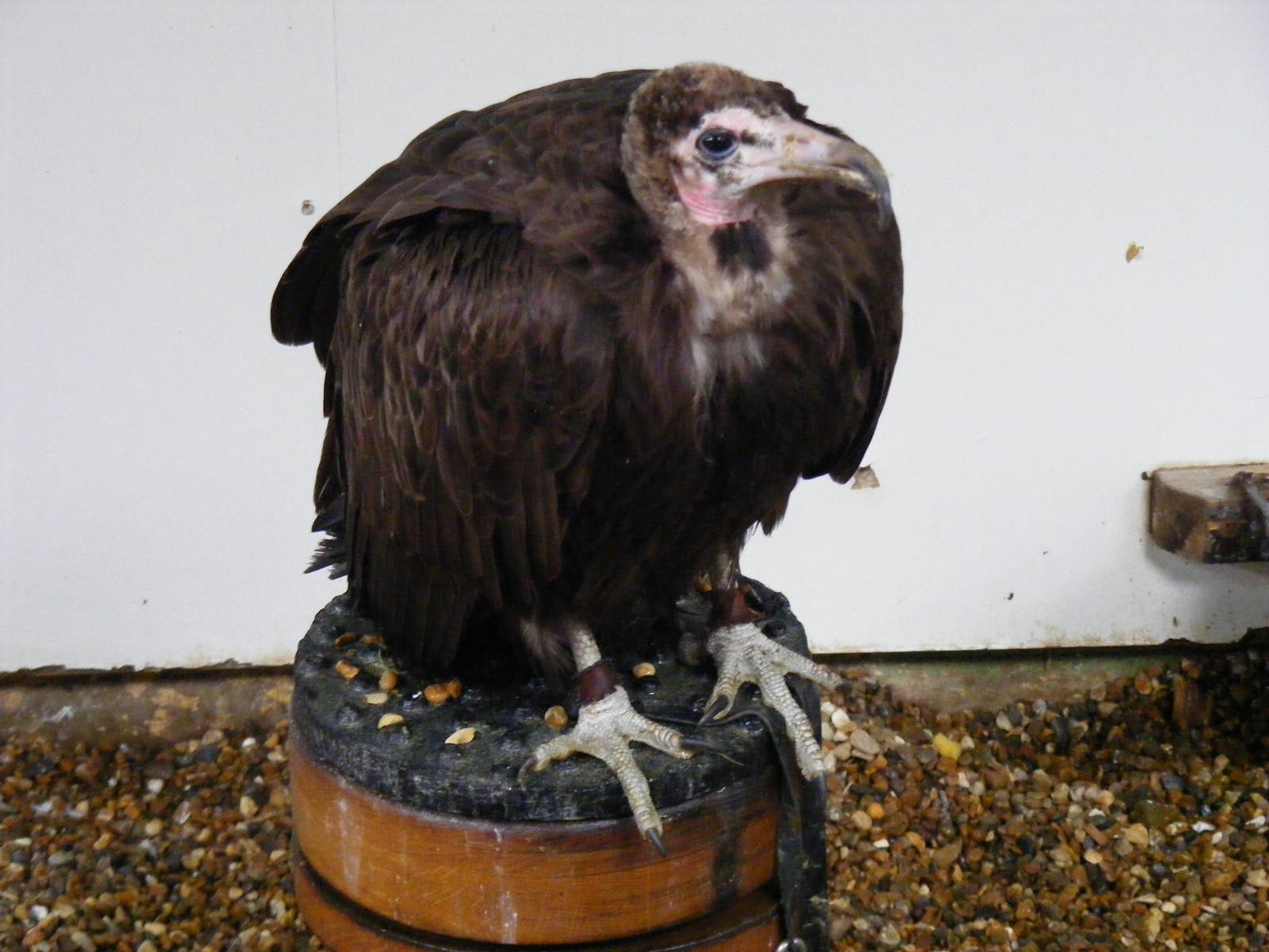 Hooded vulture at Eagle Heights, 10 September 2011