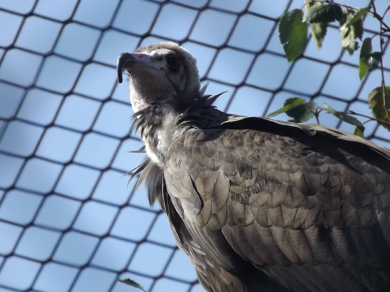 Hooded Vulture at Knowsley Safari Park 08/09/12