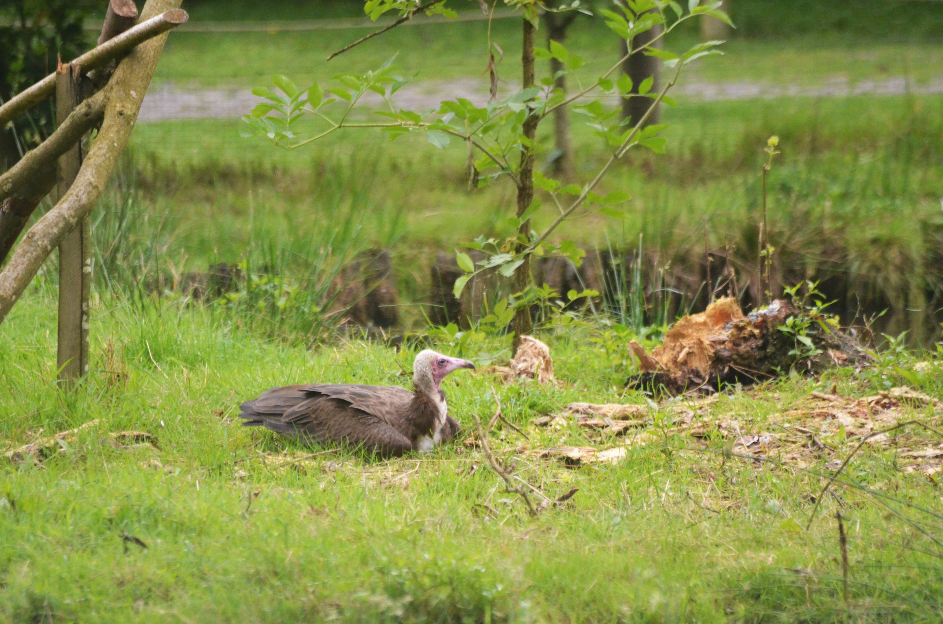 Hooded Vulture at Spaycific'Zoo, 13/06/18