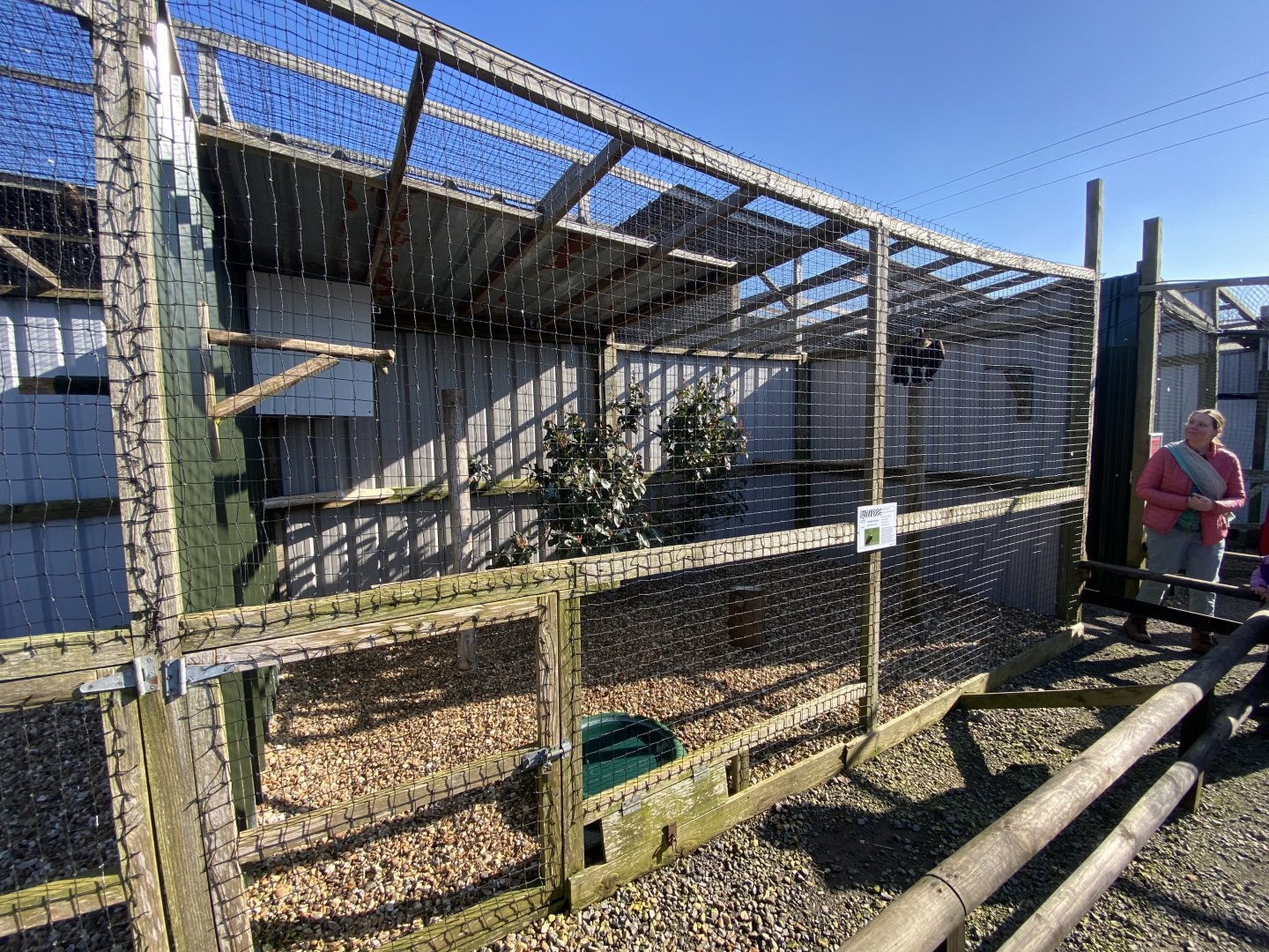 Hooded vulture aviary 020325