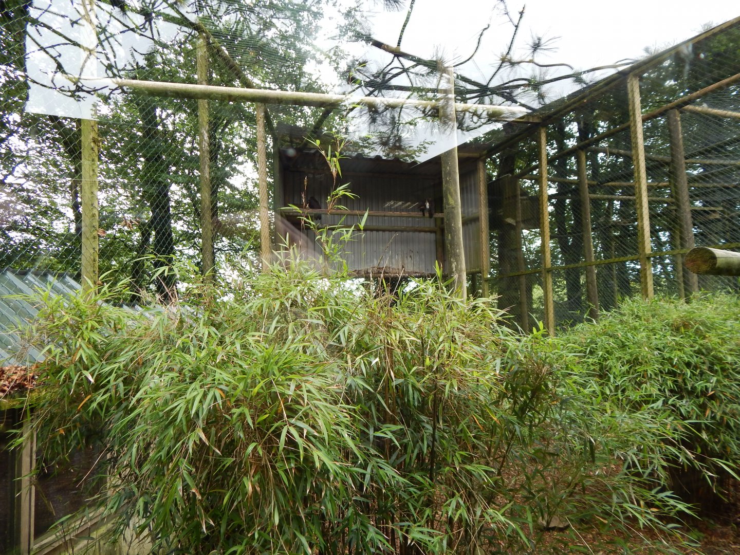 Hooded vulture aviary 050625