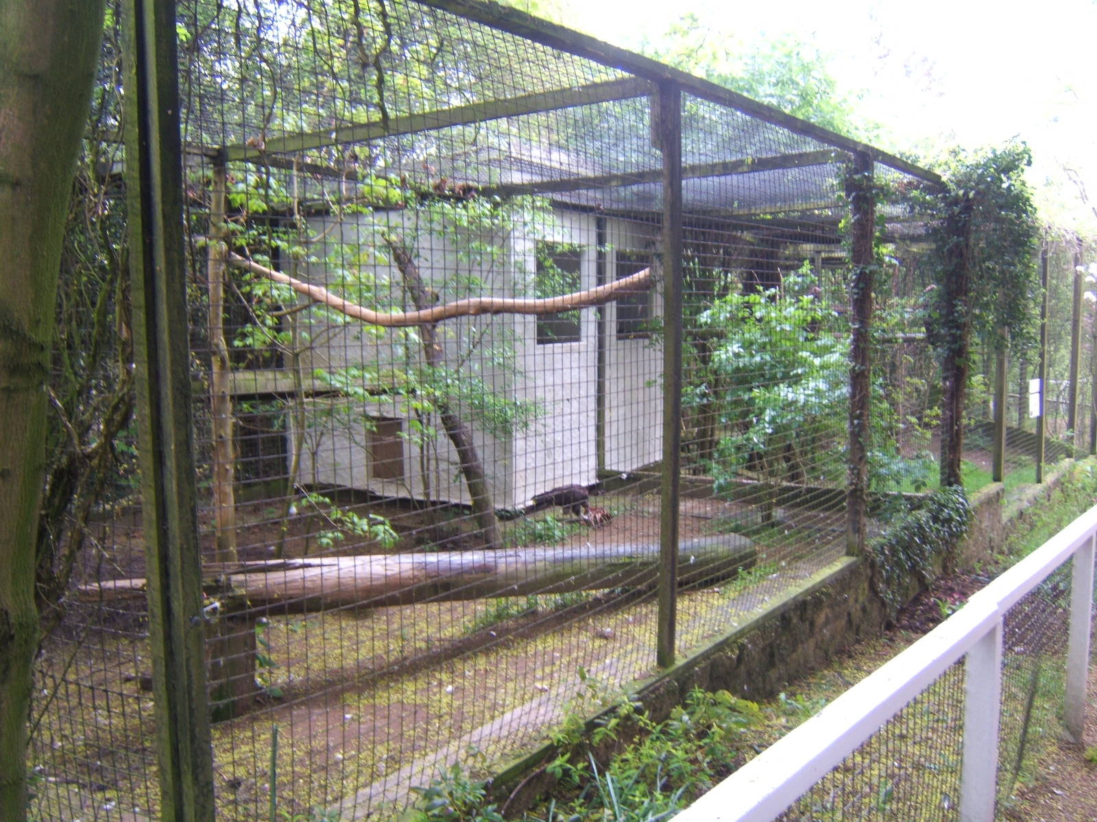 Hooded Vulture Aviary