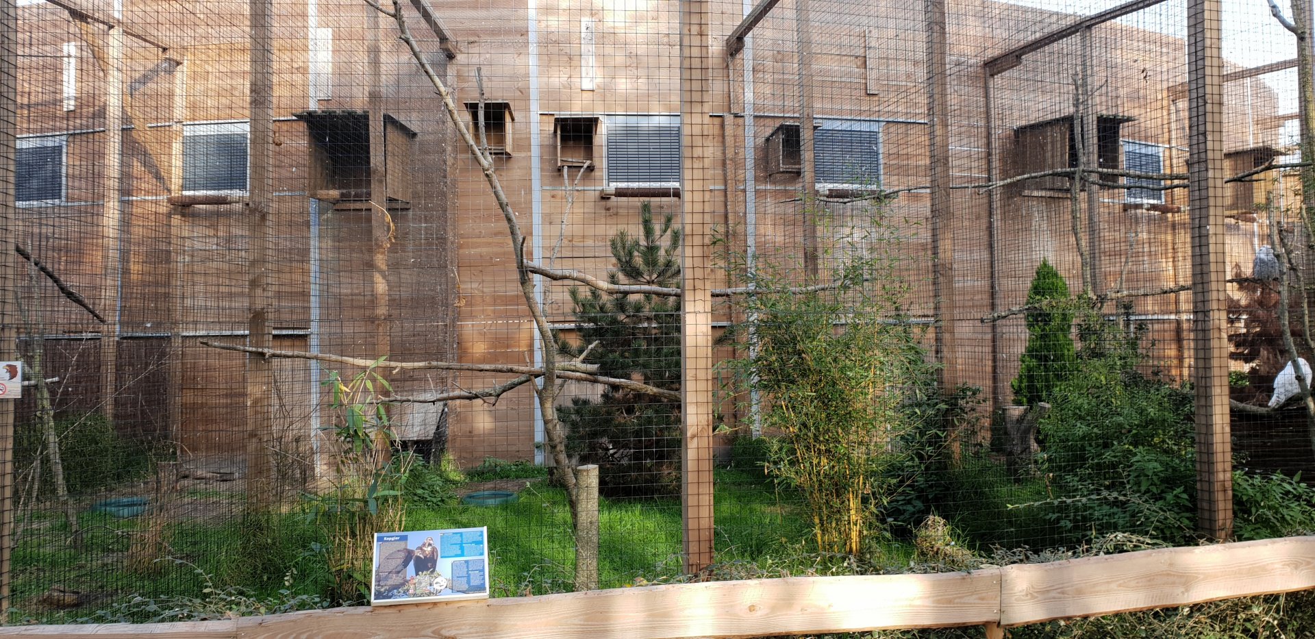 Hooded vulture aviary