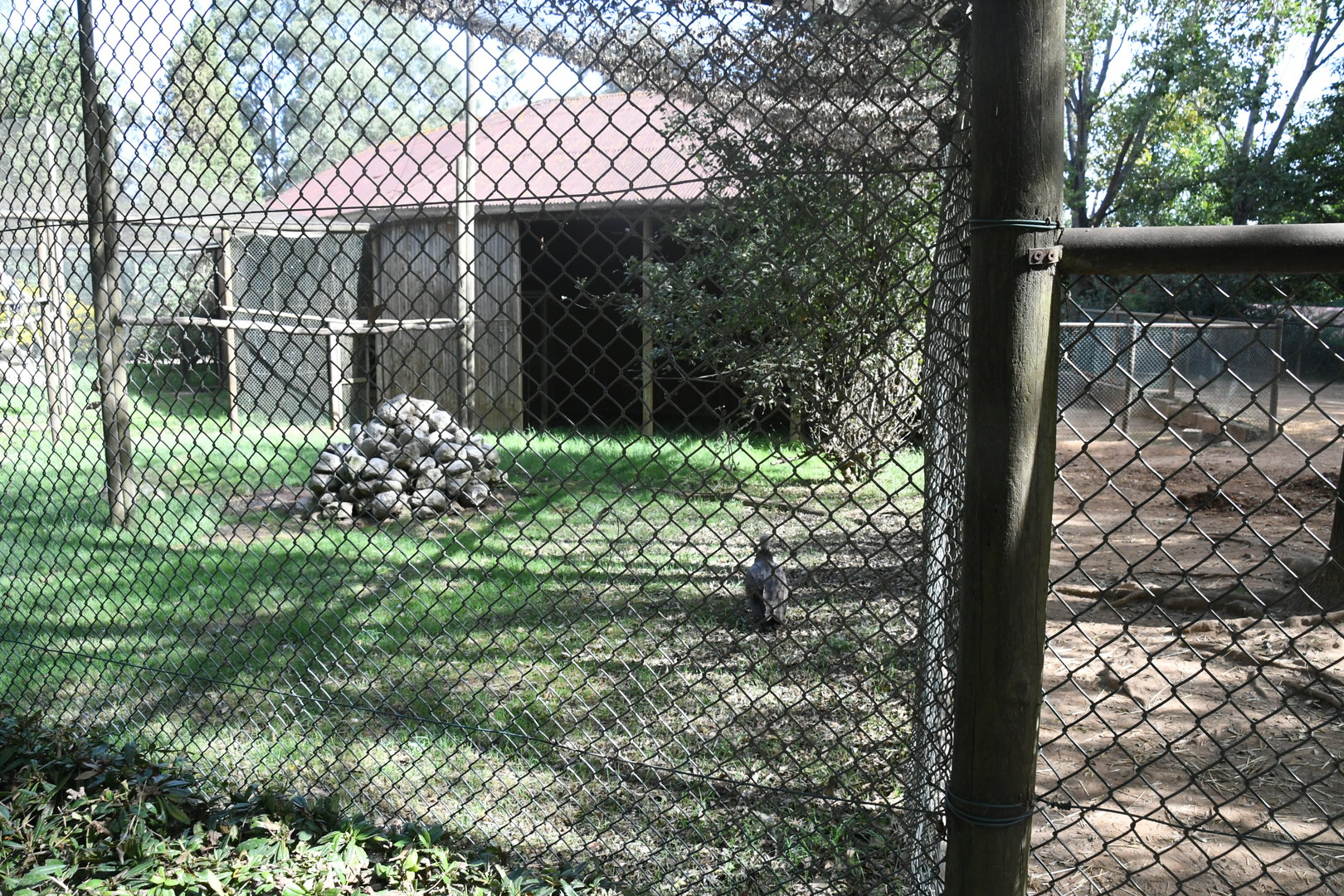 Hooded Vulture aviary