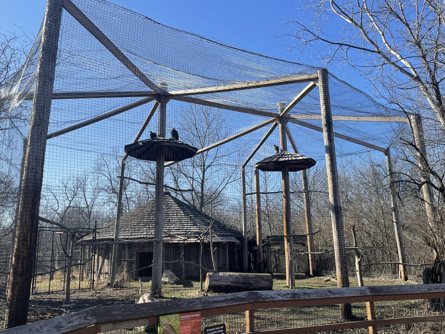 Hooded Vulture Aviary
