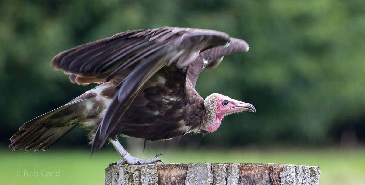 Hooded vulture : Banham Zoo : 29 Sep 2017