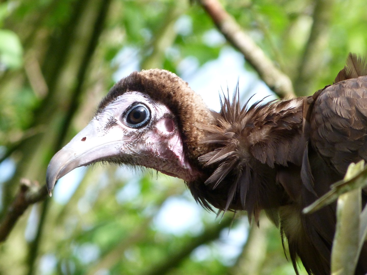 Hooded vulture -Bioparc de Doué la Fontaine (2025)