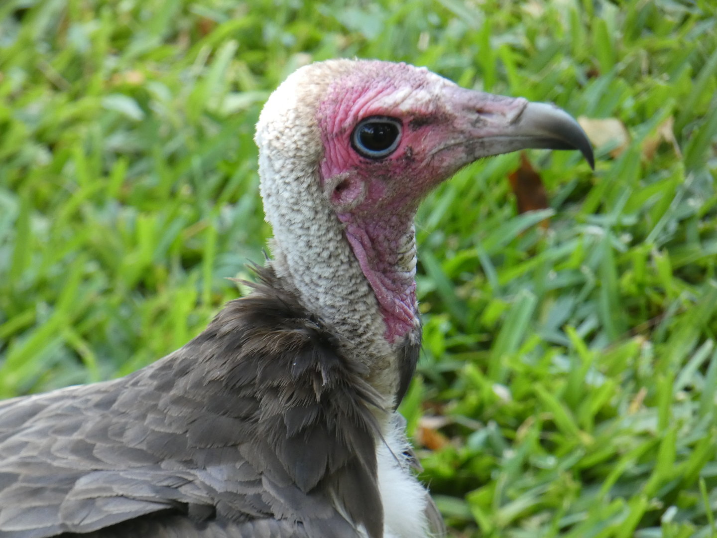 Hooded vulture close-up