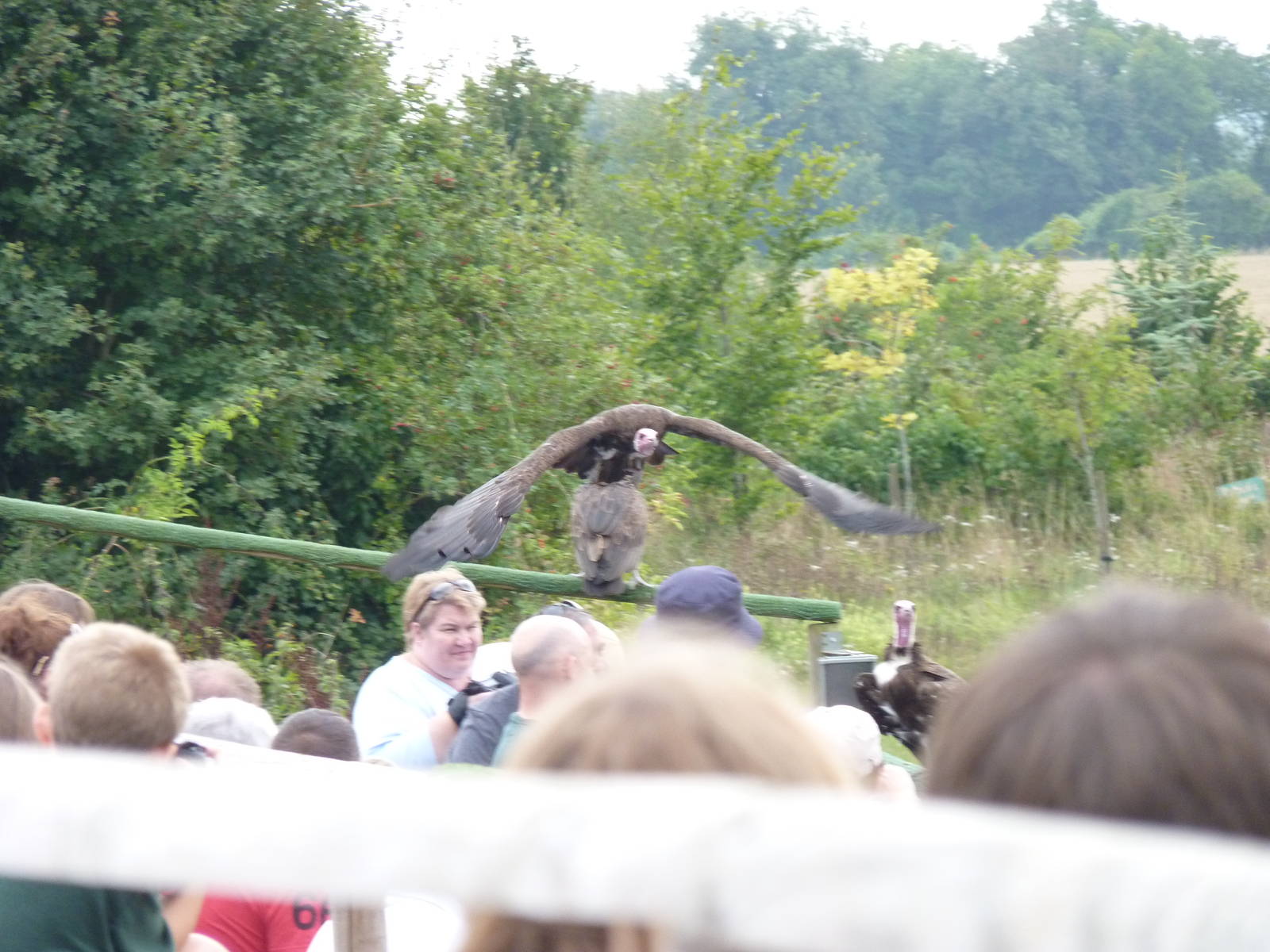 Hooded Vulture Crowd-Surfing. Well, sort of.