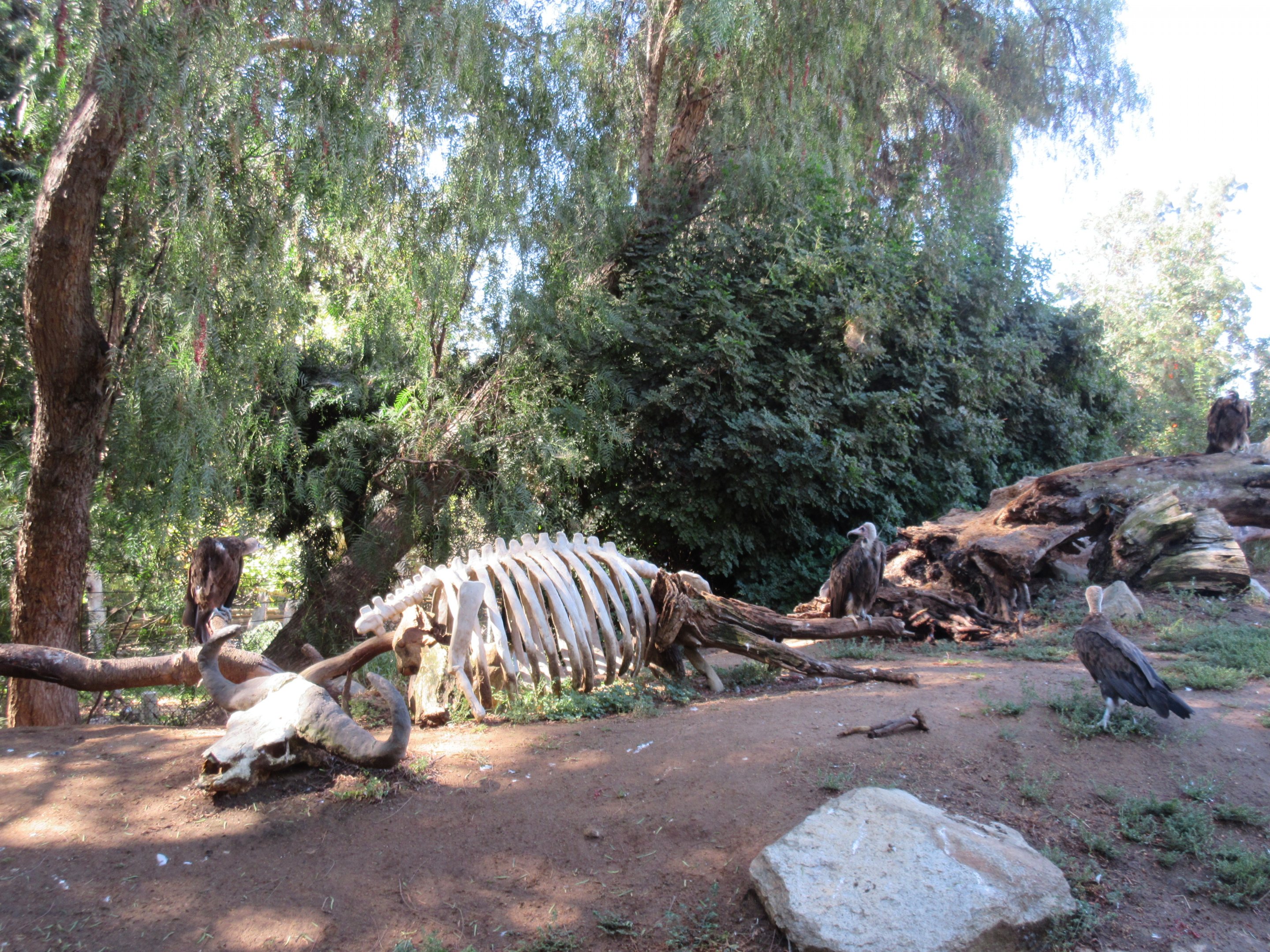 Hooded Vulture/Egyptian Vulture Exhibit