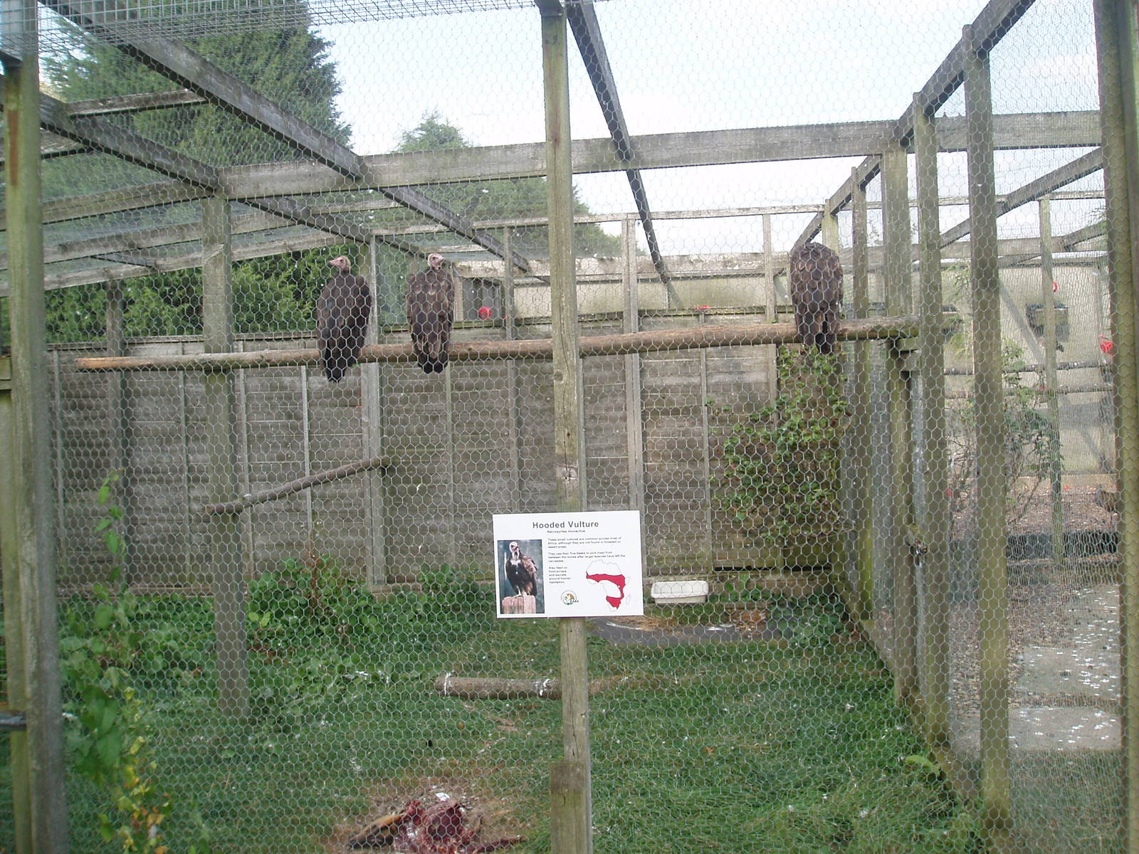 hooded vulture enclosure