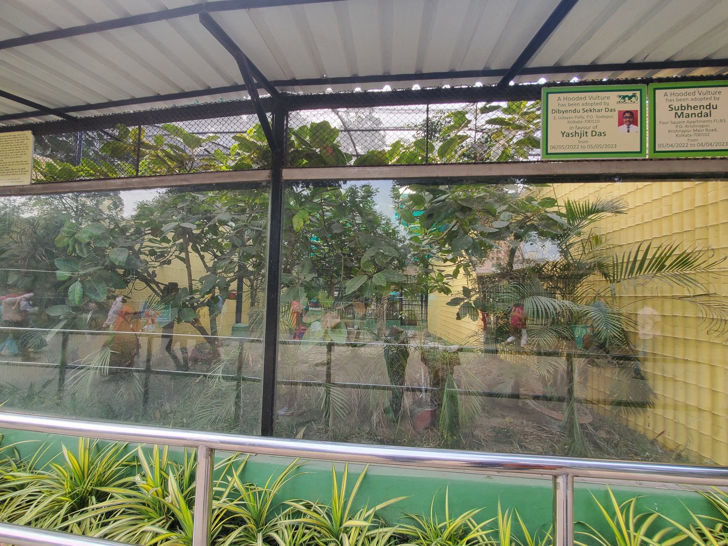 Hooded Vulture Exhibit - January 2023