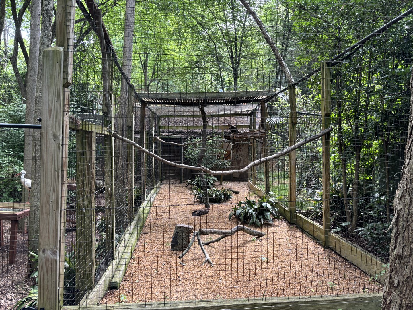 Hooded Vulture Exhibit