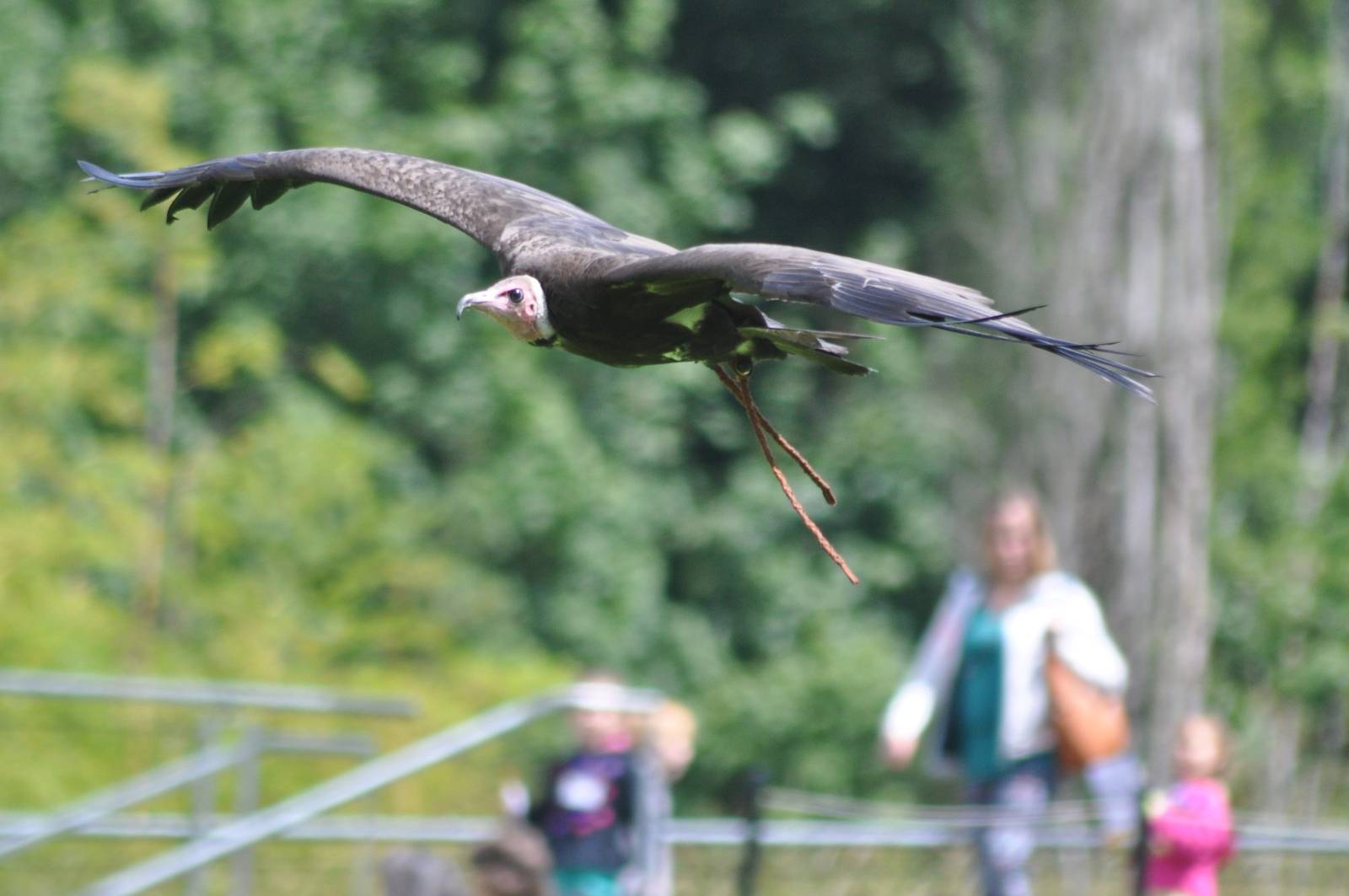 Hooded Vulture flight demonstration